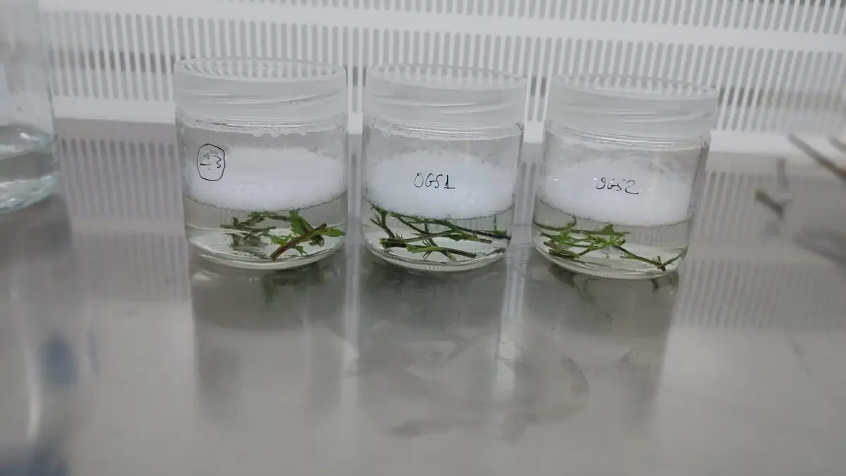 Three jars of cannabis shoot cultures multiplying on sterile medium