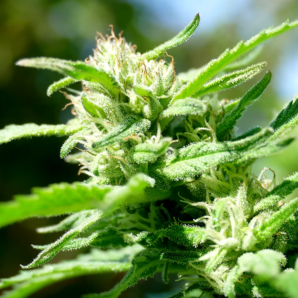 Close-up of a cannabis flower with white pistils and resin-covered leaves in sunlight