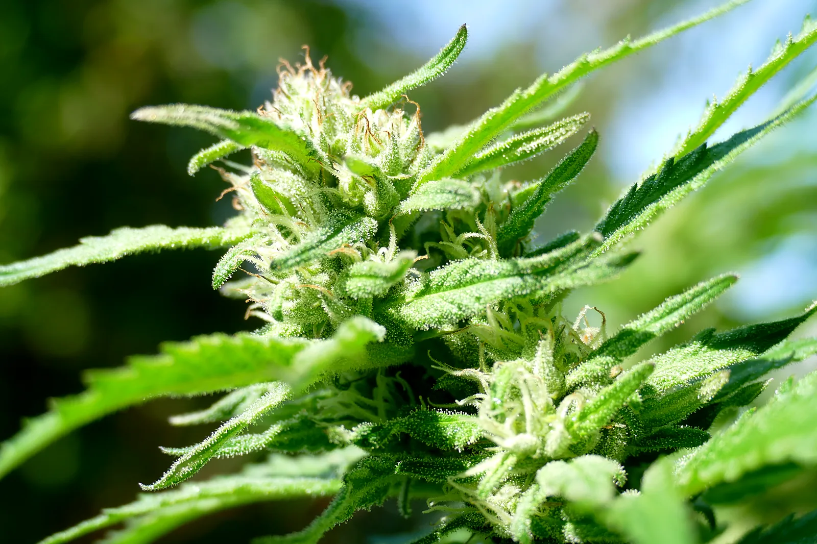 Close-up of a cannabis flower with white pistils and resin-covered leaves in sunlight
