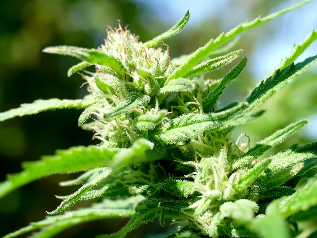 Close-up of a cannabis flower with white pistils and resin-covered leaves in sunlight