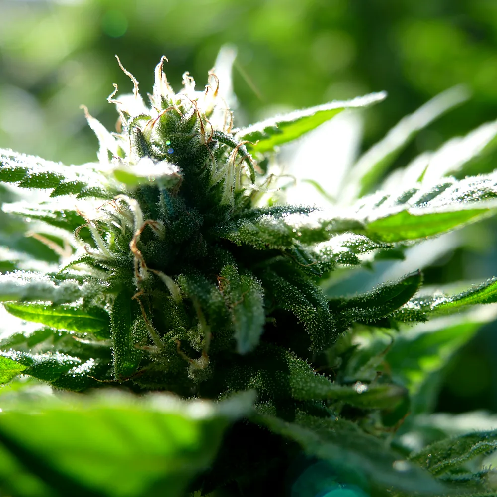 Close-up of a developing cannabis flower with trichome-covered sugar leaves