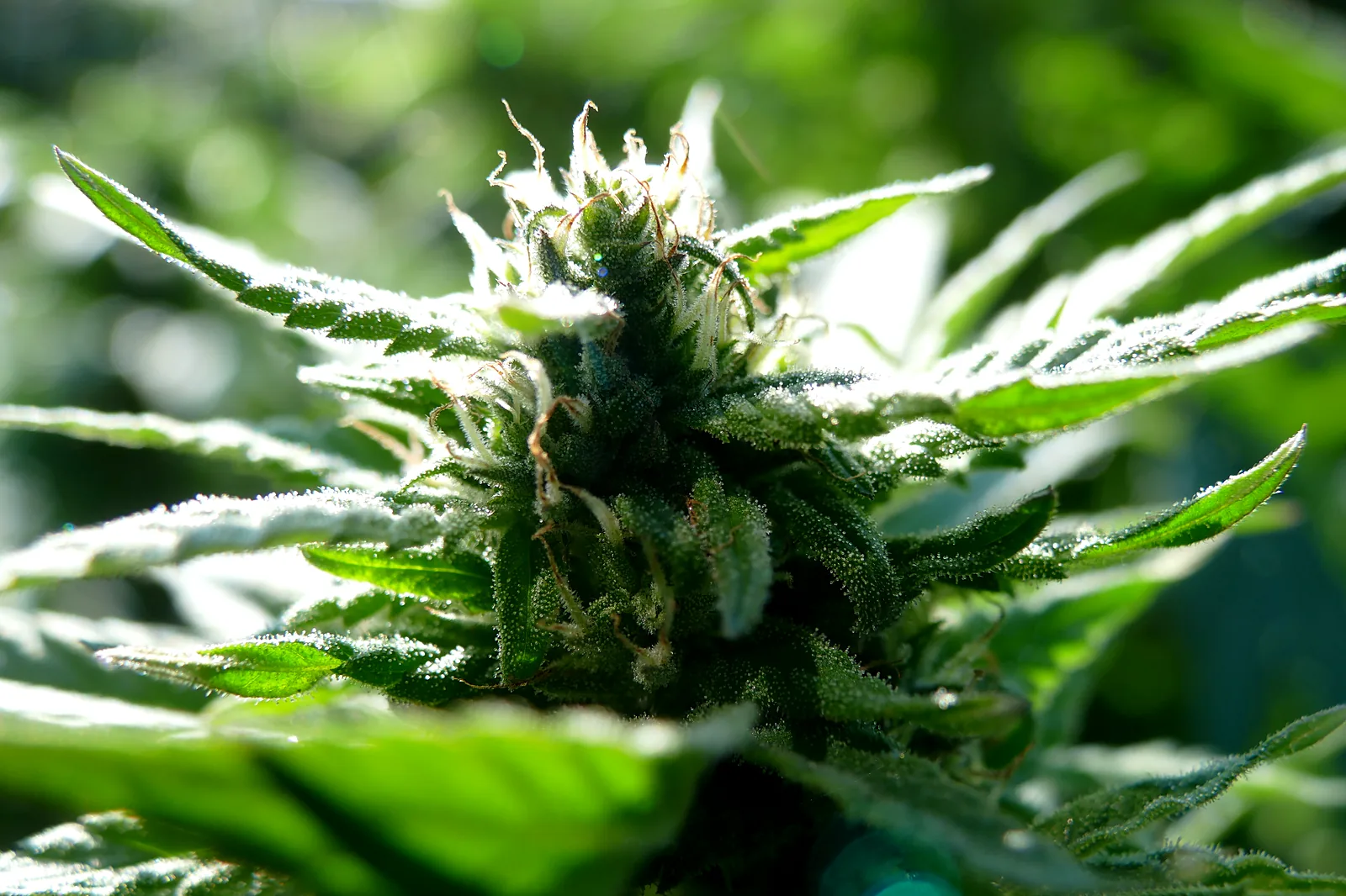 Close-up of a developing cannabis flower with trichome-covered sugar leaves