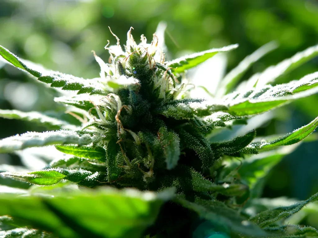 Close-up of a developing cannabis flower with trichome-covered sugar leaves