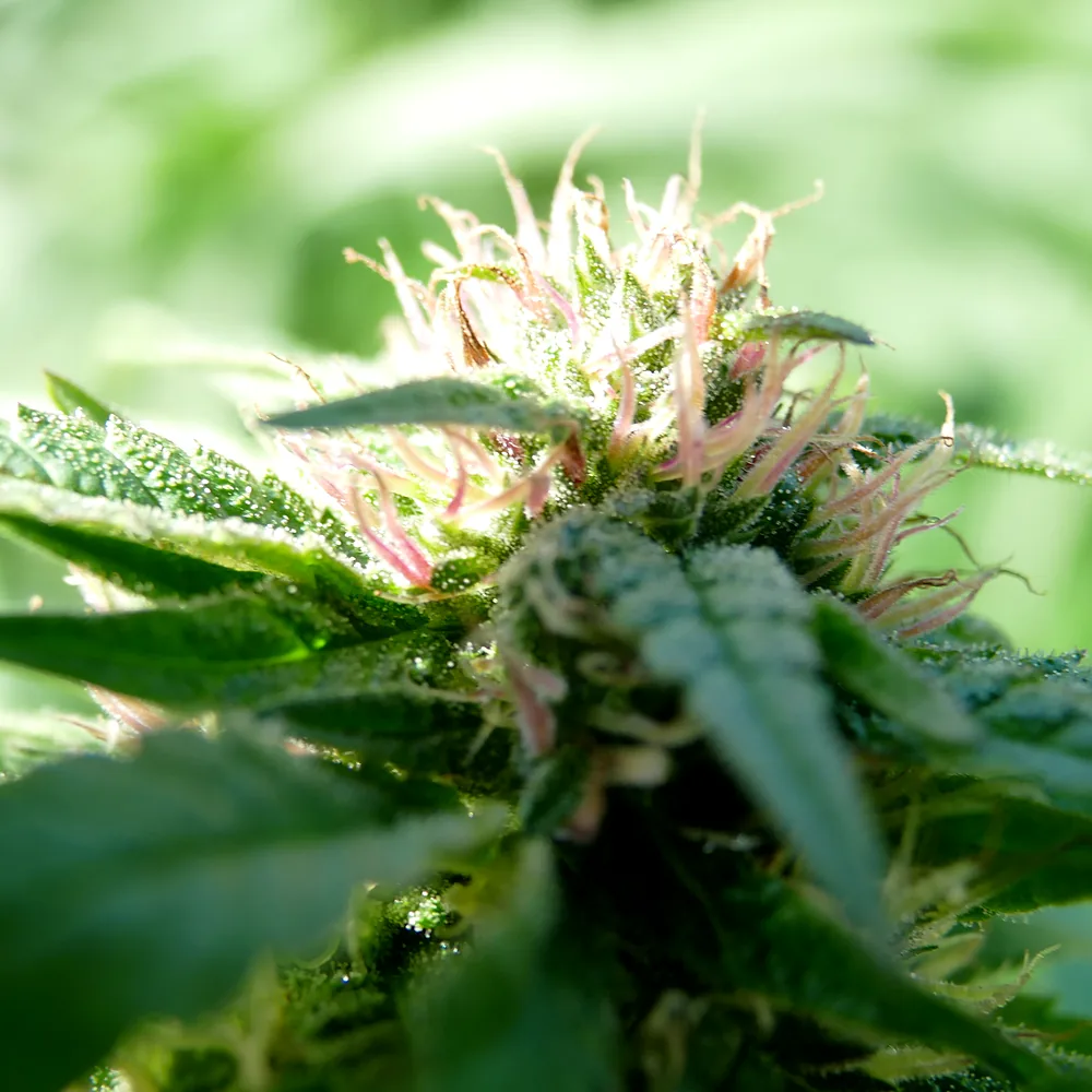 Macro shot of a cannabis flower with pink pistils