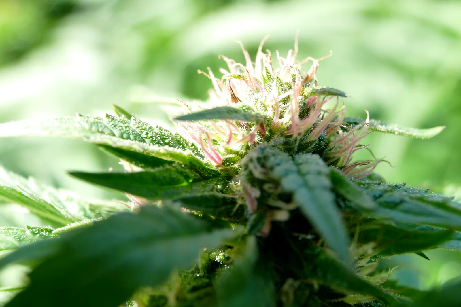 Macro shot of a cannabis flower with pink pistils