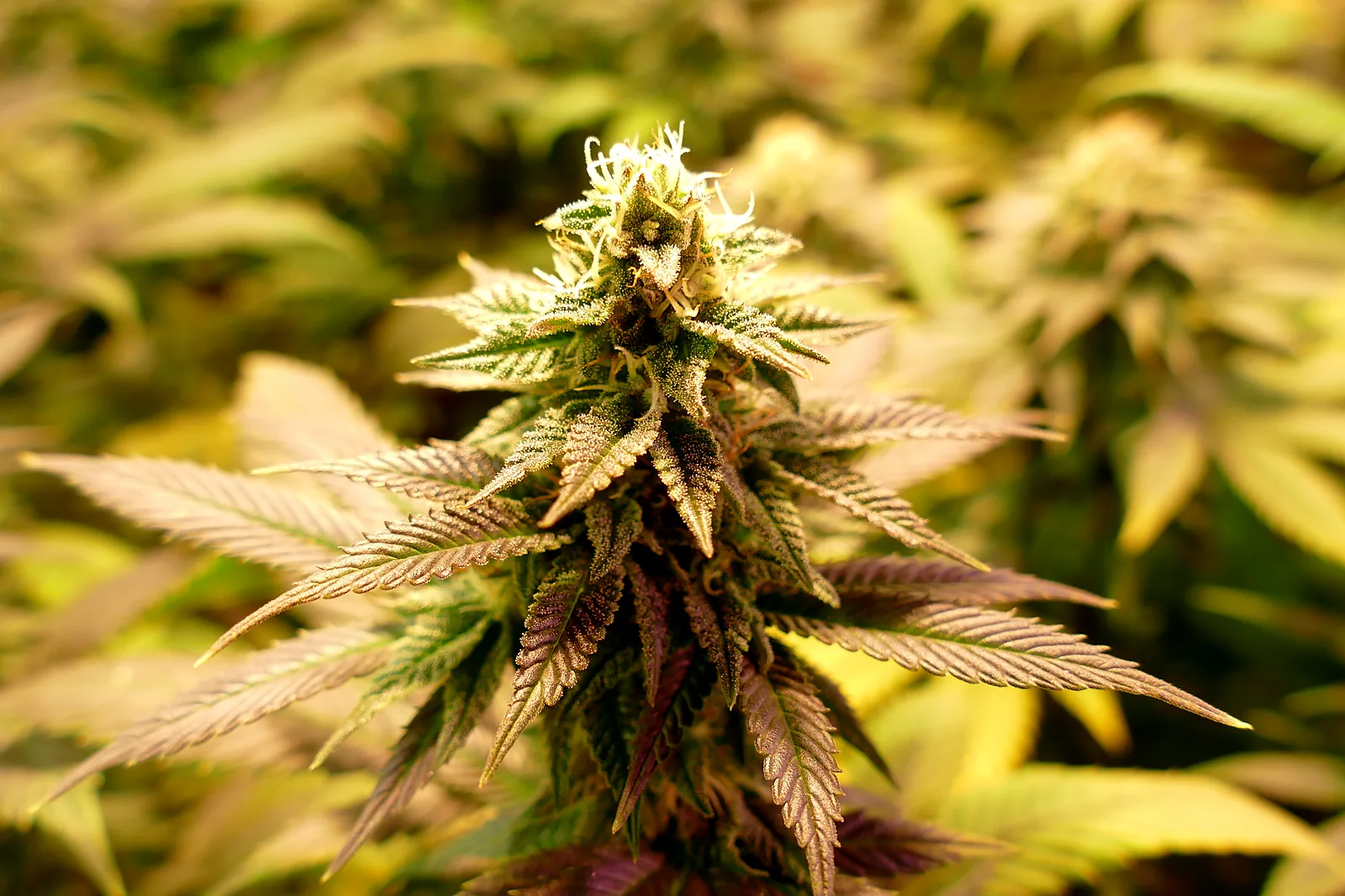 Mature cannabis flower with purple-tinged leaves under warm grow light