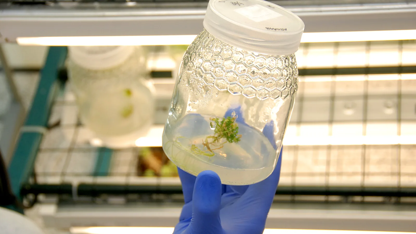Gloved hand holding a glass culture jar with an in vitro cannabis plantlet in the growth room