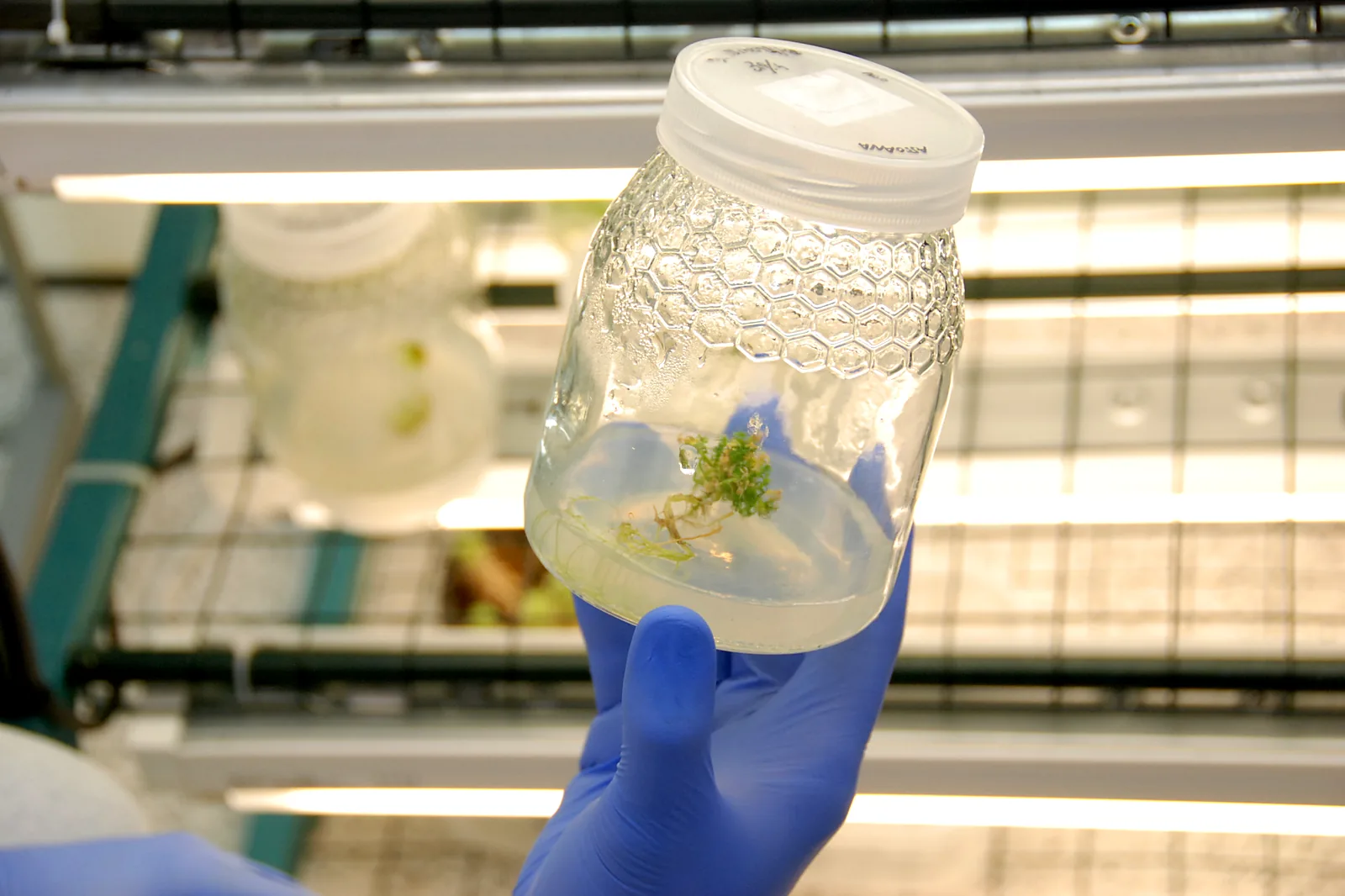 Gloved hand holding a glass culture jar with an in vitro cannabis plantlet in the growth room