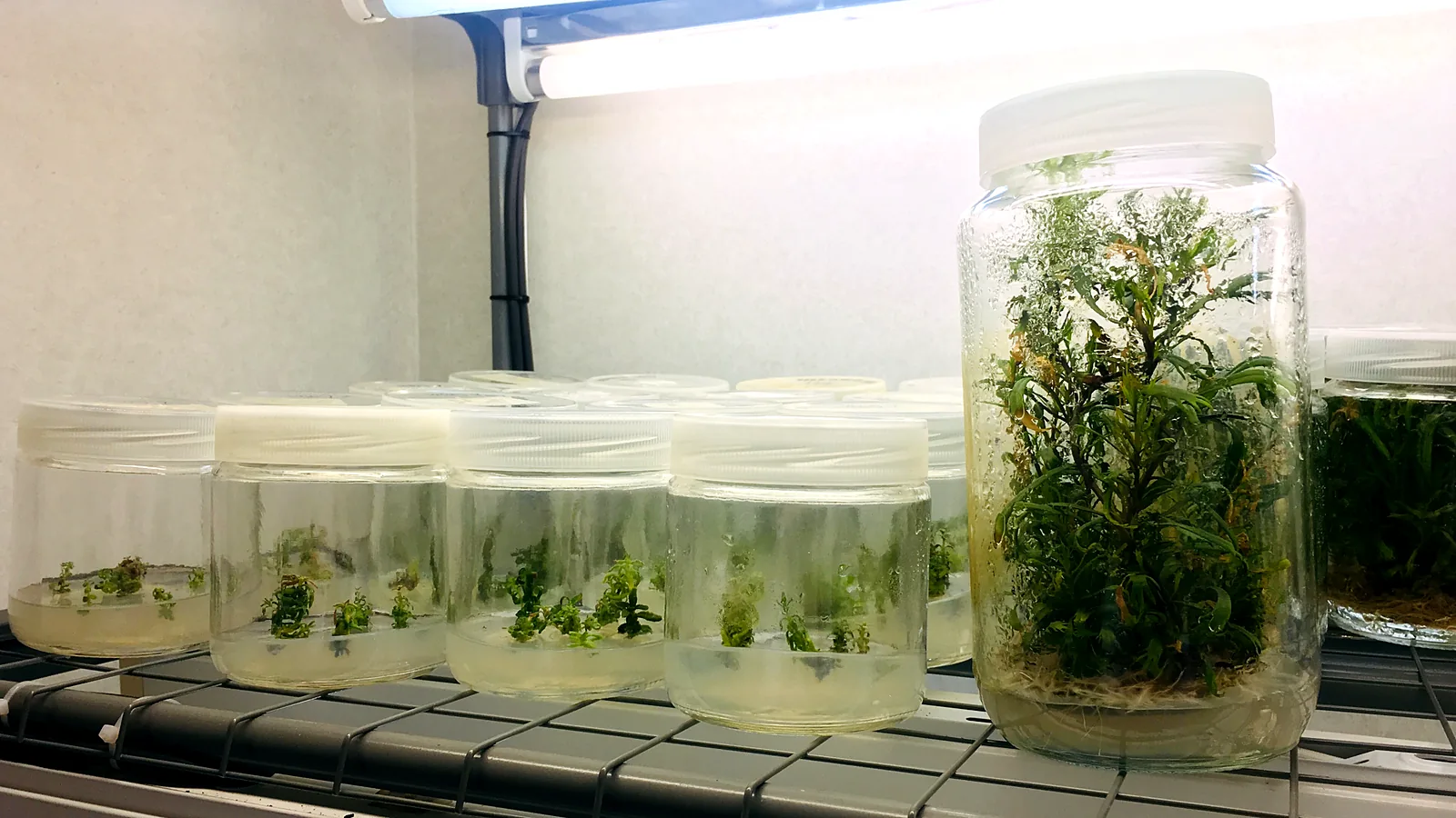 Glass jars with in vitro cannabis plants on a lit shelf in the growth room