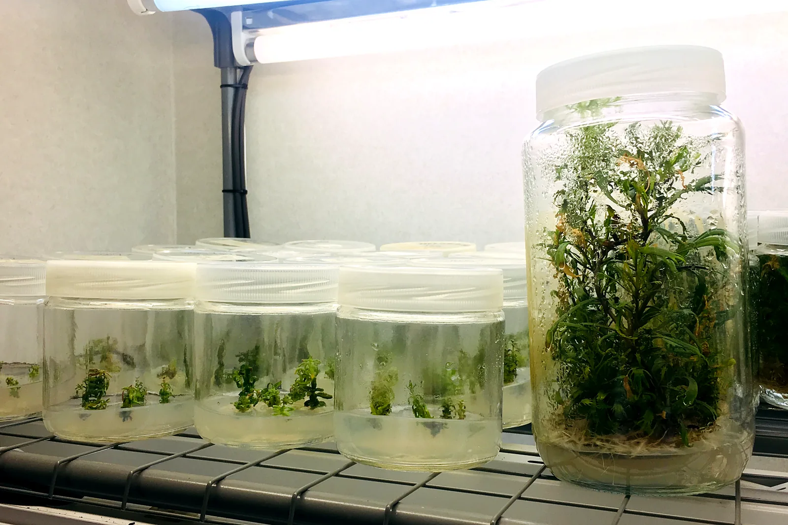 Glass jars with in vitro cannabis plants on a lit shelf in the growth room